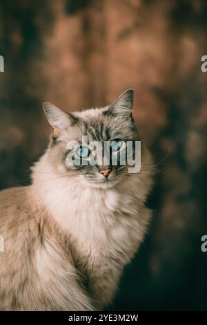 Porträt einer weißen flauschigen, blauäugigen Ragdoll-Katze Stockfoto