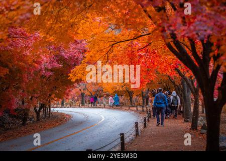 Herbst in Korea, farbenfroher Herbst mit wunderschönem Ahornblatt im Naejangsan Nationalpark, Südkorea. Stockfoto