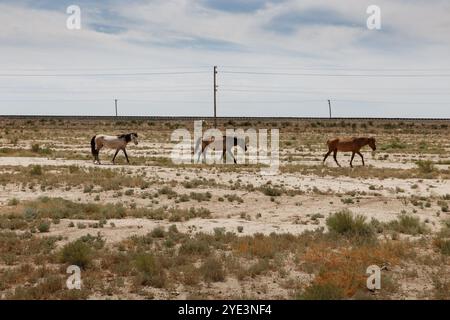 Drei Pferde laufen entlang der Bahnstrecke in der Steppe von Kasachstan. Pferde auf der Weide Stockfoto