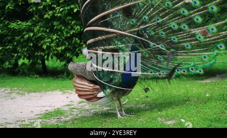 Der Ajestic Pfau ist stolz auf seine lebendigen Federn, die vollständig aufgefächert sind und atemberaubende blaue und grüne Augen zeigen. Der Vogel posiert elegant auf einem Stockfoto