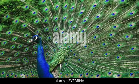 Der Ajestic Pfau ist stolz auf seine lebendigen Federn, die vollständig aufgefächert sind und atemberaubende blaue und grüne Augen zeigen. Der Vogel posiert elegant auf einem Stockfoto