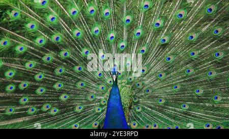 Ein majestätischer Pfau steht stolz mit seinen leuchtenden Federn, die vollständig aufgefächert sind, mit atemberaubenden blauen und grünen Augen. Der Vogel posiert elegant auf Stockfoto