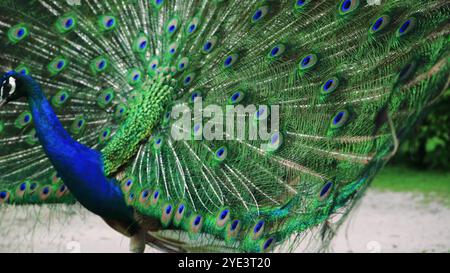 Der Ajestic Pfau ist stolz auf seine lebendigen Federn, die vollständig aufgefächert sind und atemberaubende blaue und grüne Augen zeigen. Der Vogel posiert elegant auf einem Stockfoto