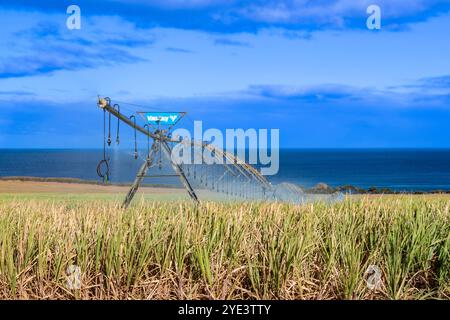 Zuckerrohr Saccharum officinarum, Feld, Beregnung, Indischer Ozean, Insel, Mauritius mcpins *** Zuckerrohr Saccharum officinarum , Feld, Bewässerung, Stockfoto