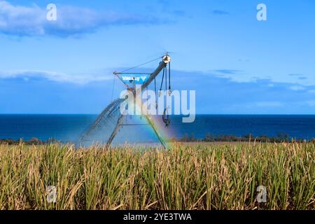 Zuckerrohr Saccharum officinarum, Feld, Beregnung, Indischer Ozean, Insel, Mauritius mcpins *** Zuckerrohr Saccharum officinarum , Feld, Bewässerung, Stockfoto