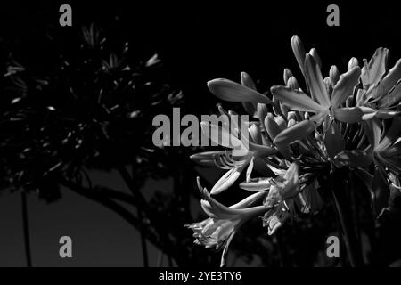 Schwarz-weiße Nahaufnahme des Knoblauchs der weißen Gesellschaft (Tulbaghia violacea) an einem sonnigen Tag mit blauem Himmel im Hintergrund Stockfoto