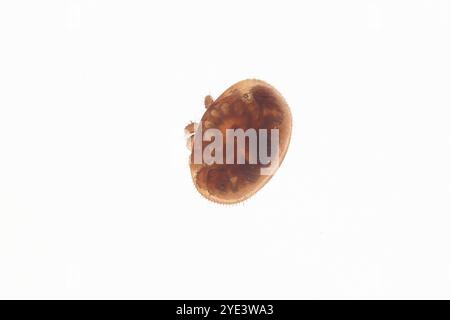 Varroa destructor, die Milbe, die die Bienen APIs mellifera und APIs cerana angreift Stockfoto