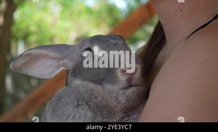 Ein ruhiges graues Kaninchen, das von einer Person auf einem Holztisch im Freien gepflegt wird. Eine junge Frau hält ein Tier in den Armen. Stockfoto