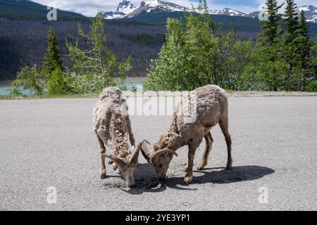 Ein paar muftende Dickhornschafe lecken die Straße. Das Molken findet in der Regel im Juni und Juli statt. Jasper National Park, Alberta, Kanada. Kanadische Rockies. Stockfoto