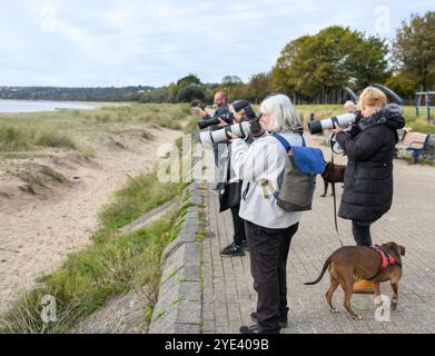 Swansea, 10. Oktober 2023, Rare Bird Swansea Twitchers halten mit ihren Kameras Ausschau nach dem Rare Hoope Bird. Ein seltener Vogel namens Wiedehopf mit seinen markanten schwarz-weißen Flügeln, der Krone aus bunten Federn und dem langen, geschwungenen Schnabel wurde in der Swansea Bay gesichtet. Die Sichtungen haben Vogelfreunde und Vogelfreunde aus ganz Großbritannien in die walisische Küstenstadt gezogen, um den Vogel aus nächster Nähe zu beobachten. Sie brüten nicht in Großbritannien und eine Sichtung ist sehr selten. Stockfoto