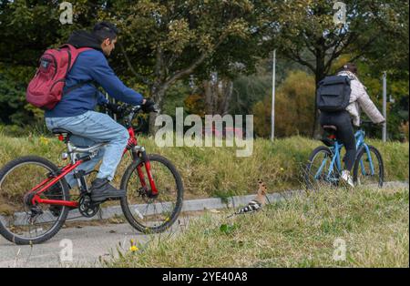 Swansea, 10. Oktober 2023, Rare Bird Swansea zwei Radfahrer fahren an dem seltenen Vogel vorbei, der sich im Gras ernährt. Ein seltener Vogel namens Wiedehopf mit seinen markanten schwarz-weißen Flügeln, der Krone aus bunten Federn und dem langen, geschwungenen Schnabel wurde in der Swansea Bay gesichtet. Die Sichtungen haben Vogelfreunde und Vogelfreunde aus ganz Großbritannien in die walisische Küstenstadt gezogen, um den Vogel aus nächster Nähe zu beobachten. Sie brüten nicht in Großbritannien und eine Sichtung ist sehr selten. Stockfoto