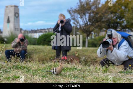 Swansea, 10. Oktober 2023, die Fotografen von Rare Bird Swansea fokussieren ihre Objektive auf den Vogel, der in Swansea erschienen ist. Ein seltener Vogel namens Wiedehopf mit seinen markanten schwarz-weißen Flügeln, der Krone aus bunten Federn und dem langen, geschwungenen Schnabel wurde in der Swansea Bay gesichtet. Die Sichtungen haben Vogelfreunde und Vogelfreunde aus ganz Großbritannien in die walisische Küstenstadt gezogen, um den Vogel aus nächster Nähe zu beobachten. Sie brüten nicht in Großbritannien und eine Sichtung ist sehr selten. Stockfoto