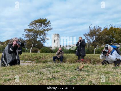 Swansea, 10. Oktober 2023, die Fotografen von Rare Bird Swansea fokussieren ihre Objektive auf den Vogel, der in Swansea erschienen ist. Ein seltener Vogel namens Wiedehopf mit seinen markanten schwarz-weißen Flügeln, der Krone aus bunten Federn und dem langen, geschwungenen Schnabel wurde in der Swansea Bay gesichtet. Die Sichtungen haben Vogelfreunde und Vogelfreunde aus ganz Großbritannien in die walisische Küstenstadt gezogen, um den Vogel aus nächster Nähe zu beobachten. Sie brüten nicht in Großbritannien und eine Sichtung ist sehr selten. Stockfoto