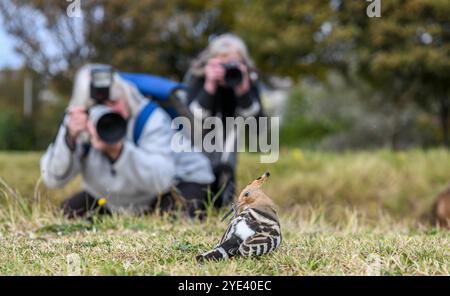 Swansea, 10. Oktober 2023, die Fotografen von Rare Bird Swansea fokussieren ihre Objektive auf den Vogel, der in Swansea erschienen ist. Ein seltener Vogel namens Wiedehopf mit seinen markanten schwarz-weißen Flügeln, der Krone aus bunten Federn und dem langen, geschwungenen Schnabel wurde in der Swansea Bay gesichtet. Die Sichtungen haben Vogelfreunde und Vogelfreunde aus ganz Großbritannien in die walisische Küstenstadt gezogen, um den Vogel aus nächster Nähe zu beobachten. Sie brüten nicht in Großbritannien und eine Sichtung ist sehr selten. Stockfoto