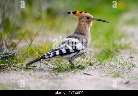 Swansea, 10. Oktober 2023, Rare Bird Swansea Ein seltener Vogel namens Wiedehopf mit seinen markanten schwarz-weißen Flügeln, der Krone aus bunten Federn und dem langen, geschwungenen Schnabel wurde in der Swansea Bay gesichtet. Die Sichtungen haben Vogelfreunde und Vogelfreunde aus ganz Großbritannien in die walisische Küstenstadt gezogen, um den Vogel aus nächster Nähe zu beobachten. Sie brüten nicht in Großbritannien und eine Sichtung ist sehr selten. Stockfoto