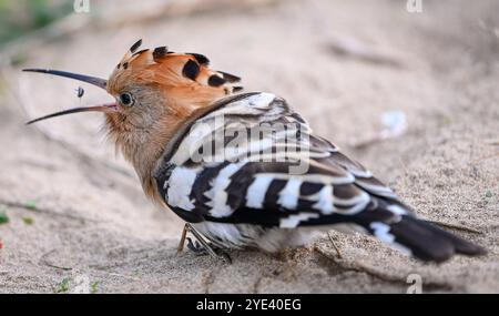 Swansea, 10. Oktober 2023, Rare Bird Swansea Ein seltener Vogel namens Wiedehopf mit seinen markanten schwarz-weißen Flügeln, der Krone aus bunten Federn und dem langen, geschwungenen Schnabel wurde in der Swansea Bay gesichtet. Die Sichtungen haben Vogelfreunde und Vogelfreunde aus ganz Großbritannien in die walisische Küstenstadt gezogen, um den Vogel aus nächster Nähe zu beobachten. Sie brüten nicht in Großbritannien und eine Sichtung ist sehr selten. Stockfoto