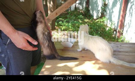 Ein Mann verbringt Zeit mit einem braunen und weißen Frettchen in der frischen Luft und spielt miteinander. Ideal für die Tiertherapie oder Rehabilitation. Stockfoto