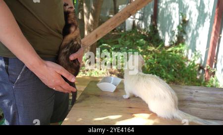 Ein Mann verbringt Zeit mit einem braunen und weißen Frettchen in der frischen Luft und spielt miteinander. Ideal für die Tiertherapie oder Rehabilitation. Stockfoto