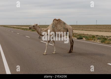 Kamel auf der Straße in der Steppe von Usbekistan. Ein Kamel überquert die Straße. Stockfoto