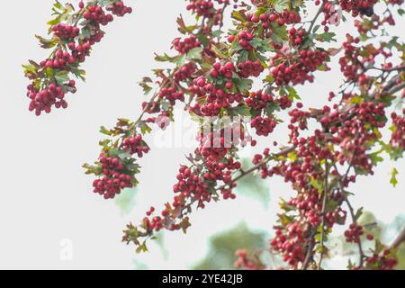 Üppige Gruppen von leuchtenden roten Weißdornbeeren hängen anmutig an üppigen grünen Ästen und zeigen die atemberaubende Schönheit der Natur während des herrlichen Herbstblatts um uns herum Stockfoto