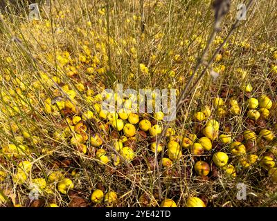 Nicht geerntete gelbe Äpfel liegen auf dem Boden zwischen trockenem Gras, von dem einige begonnen haben zu verrotten. Die verdorbene Ernte erzeugt eine Szene verpasster Opportuniti Stockfoto