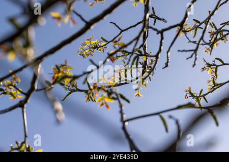 Laub und Blüten von Nussbaum, Zweige mit Laub und Nussblüten am Himmel Stockfoto