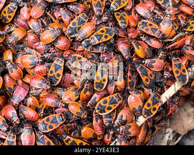 Eine Gruppe von Feuerwanzen (Pyrrhocoris apterus) bildet eine markante Textur vor dem Hintergrund trockener Blätter und Böden. Ihre leuchtend roten und schwarzen Farben sind Stockfoto