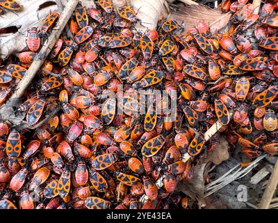 Eine Gruppe von Feuerwanzen (Pyrrhocoris apterus) bildet eine markante Textur vor dem Hintergrund trockener Blätter und Böden. Ihre leuchtend roten und schwarzen Farben sind Stockfoto