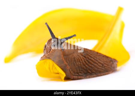 Großaufnahme der spanischen Schnecke Arion vulgaris lusitanicus. Große schleimige braune Schnecke auf gelbem Pflanzenmakroschuss weißem Hintergrund Stockfoto