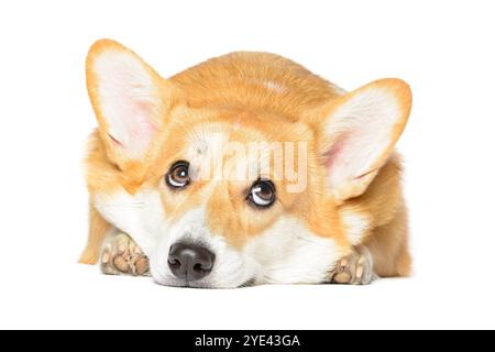 Einzelner kleiner süßer Pembroke Welsh Corgi Welpe liegend Großaufnahme weißer Hintergrund Stockfoto