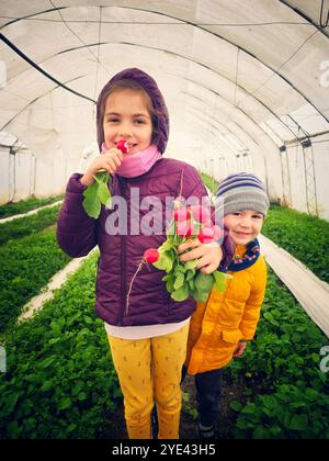 Kinder genießen frische Radieschen in einem Gewächshaus Stockfoto