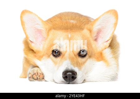 Single kleiner süßer Pembroke Welsh Corgi Welpen liegend weißer Hintergrund Stockfoto