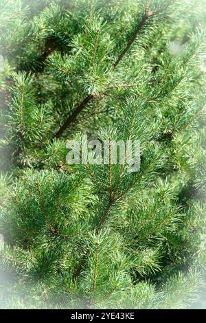 Weihnachtsbaum grüne Kiefernzweige hellblauer Rahmen Karte Feiertagshintergrund Stockfoto