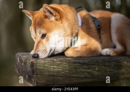 Müder Shiba inu Hund liegt auf der Holzbank im Wald Stockfoto