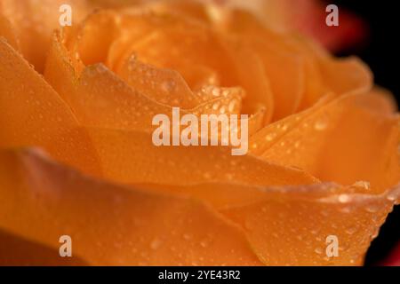 Orange nasse Rosen Nahaufnahme, Blumenstrauß von Rosen in verschiedenen Farben Nahaufnahme Stockfoto