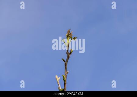 Eine Walnuss blüht im Mai vor blauem Himmel, sonniges Wetter in einem Obstgarten mit Walnüssen Stockfoto