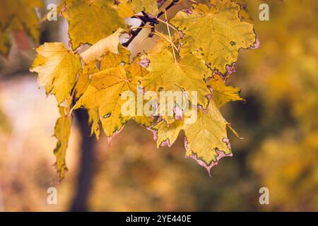 Das Bild zeigt eine Sammlung von leuchtenden gelben Ahornblättern, die das wahre Wesen des Herbstes und die bemerkenswerten Veränderungen einfangen, die in der Natur während der saisonalen Übergänge auftreten Stockfoto