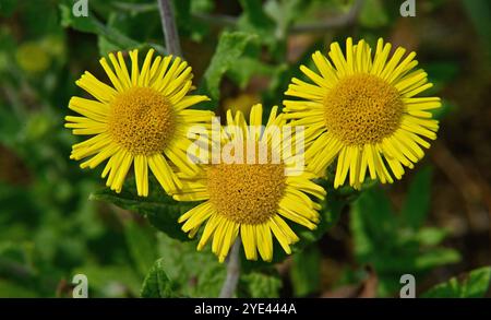 Drei leicht überlappende, gut fokussierte fleabane-Blüten. Diese Pulicaria dysenterica sind hellgelb mit einem tieferen gelben Zentrum. Nahaufnahme. Stockfoto