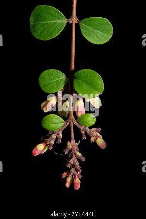 Blätter, Knospen und Blüten auf einem einzigen Stamm sehr gut fokussierter Gemeiner Korallenbeere, Symphoricarpos orbiculatus. Nahaufnahmen und schwarzer Hintergrund. Stockfoto