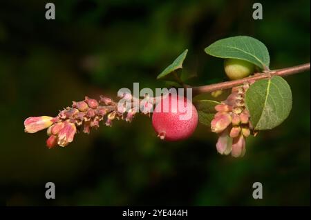 Ein Stamm von Gemeiner Korallenbeere, Symphoricarpos orbiculatus, mit Blättern, Knospen, Blüten und entwickelten Beeren. Nahaufnahme, gut fokussiert mit dunklem Hintergrund. Stockfoto