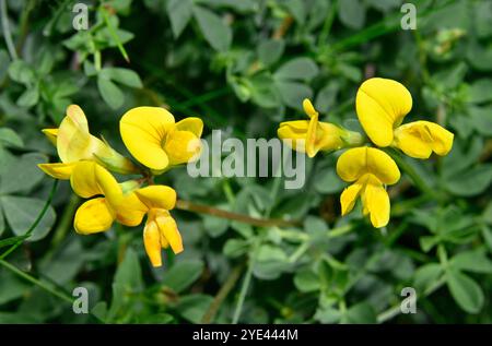 Vogelfuß-Trefoil, Lotus corniculatus, in voller Blüte vor natürlichem grünem Hintergrund. Nahaufnahme und fokussiert mit guten Blumendetails. Stockfoto