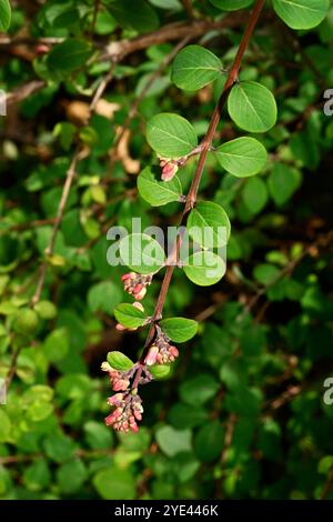 Blätter, Knospen und Blüten auf einem gut fokussierten Stamm der Gemeinen Korallenbeere, Symphoricarpos orbiculatus. Nahaufnahme mit guten Details. Stockfoto