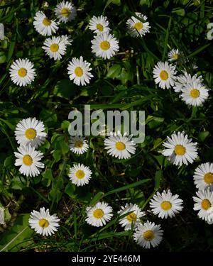Viele gut fokussierte Gänseblümchen, Bellis perennis, die einen lokalen Rasen bedecken. Guter Farbkontrast und gute Fokussierung. Stockfoto