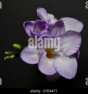 Ein einziger Stiel aus malvenfarbener gemeiner Freesie, Freesia refracta, in Innenräumen mit komplementärem Hintergrund aufgenommen. Nahaufnahme, gute Details, gut fokussiert. Stockfoto