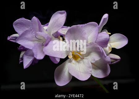 Ein einziger Stiel aus malvenfarbener gemeiner Freesie, Freesia refracta, in Innenräumen mit komplementärem Hintergrund aufgenommen. Nahaufnahme, gute Details, gut fokussiert. Stockfoto