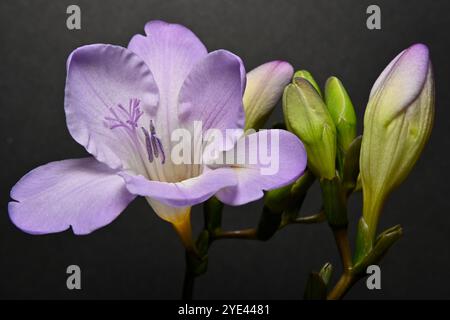 Ein einziger Stiel aus malvenfarbener gemeiner Freesie, Freesia refracta, in Innenräumen mit komplementärem Hintergrund aufgenommen. Nahaufnahme, gute Details, gut fokussiert. Stockfoto