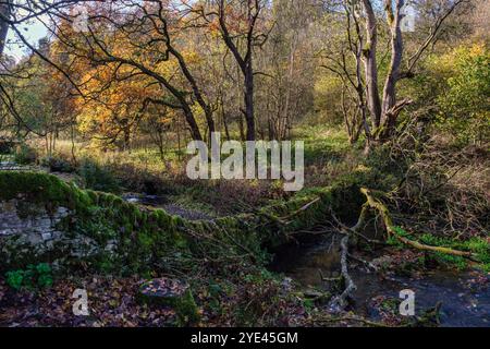 Herbst in Bradford Dale, Youlgreave, Peak District National Park, Derbyshire Stockfoto