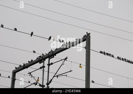 Kopenhagen/Dänemark/29. Oktober 2024/Tauben sitzen auf einem elektrischen Zugkabel am Bahnhof norrebro in Kopenhagen. (Foto. Francis Joseph Dean/Dean Pictures) (nicht für kommerzielle Zwecke) Stockfoto