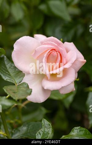 Nahaufnahme einer einzigen schönen blassrosa Rosenknospe, die im Juni in einem englischen Sommergarten in England blüht Stockfoto