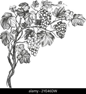 Weinrebe, Traube, handgezeichnete Vektor-Illustration realistische Skizze. Stock Vektor